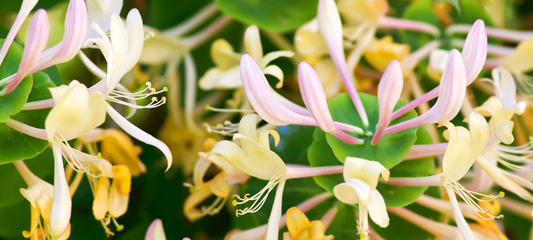 Why Honeysuckle Flower (Jin Yin Hua) is a Powerful Remedy for Cooling the Throat