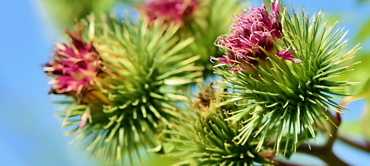 Burdock Fruit: A Key Ingredient in Herbal Honey Lozenges