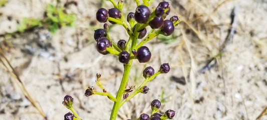 Beautiful picture of scrophularia root